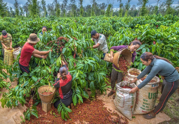 Giá cà phê hôm nay 14/1/2026