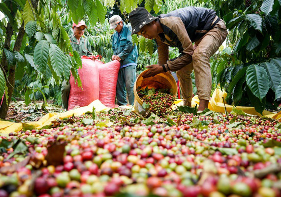 Giá cà phê hôm nay 02/03/2026