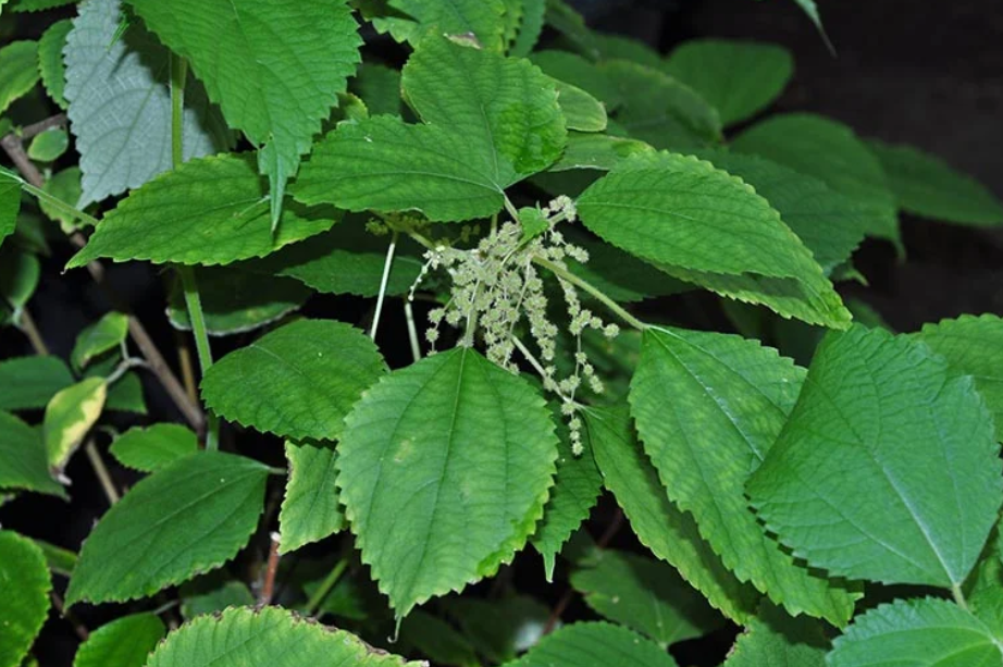 Đổi đời nhờ lá gai