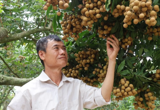 😍Phù thủy trồng nhãn sai trĩu quả