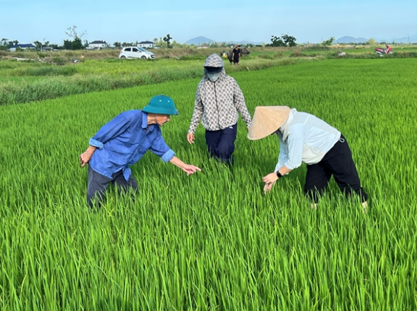 Hà Tĩnh: Phòng, trừ dịch hại trên lúa Hè Thu