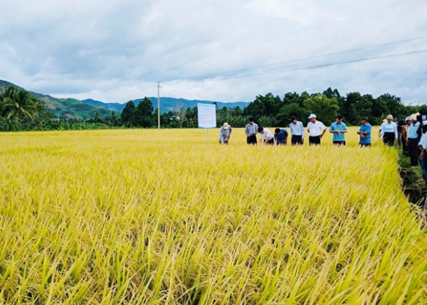 Sản xuất lúa đạt tiêu chuẩn hữu cơ