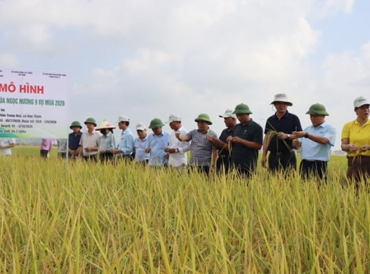 Ngọc Nương 9 - Giống lúa mới triển vọng