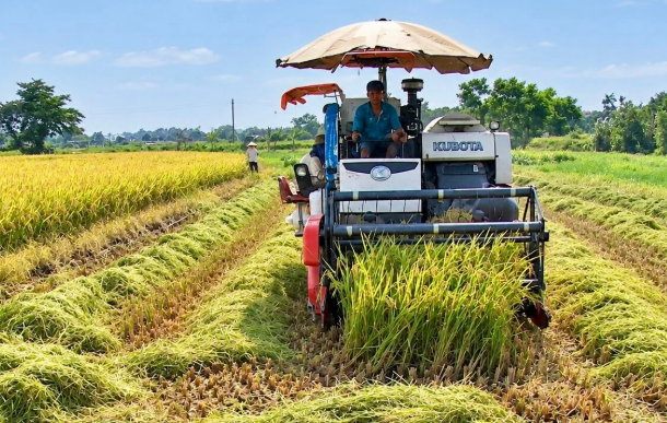 Sản lượng lúa Hè - Thu đạt gần 11 triệu tấn