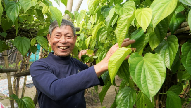 Trồng trầu không, tiền rủng rỉnh quanh năm