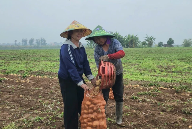 Khoai tây được mùa, nông dân phấn khởi