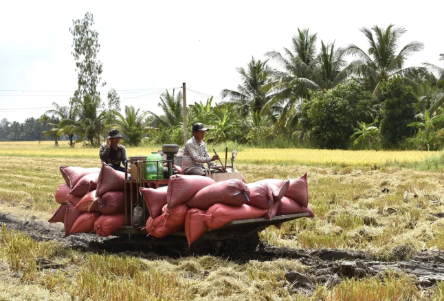 Lúa đông xuân trúng mùa