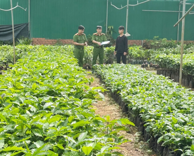 CẢNH BÁO: Cây giống giả