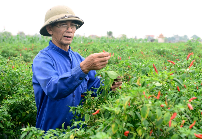 Chính vụ ớt, giá chỉ còn 7.000 đ/kg