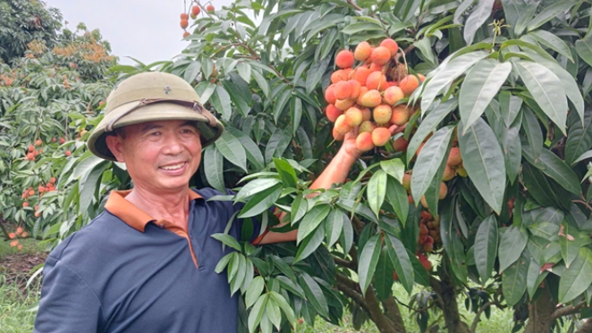 Bí quyết 'Vườn vải đẹp" lãi 500 triệu đồng/vụ