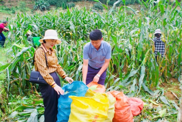 🌽Liên kết bao tiêu ngô ngọt