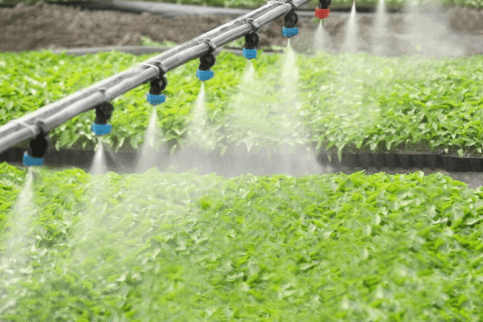 Trồng rau nhà lưới kiểu tiết kiệm