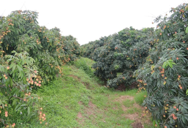 Người trồng nhãn, vải lưu ý