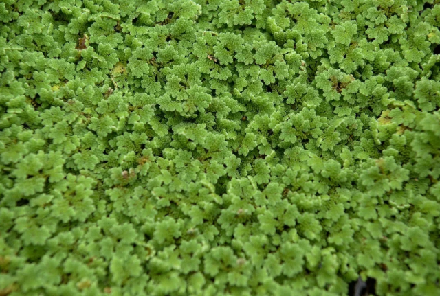 Giải pháp khi giá phân đạm tăng cao