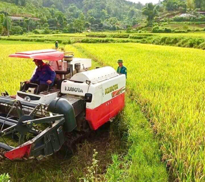 Người nâng tầm hạt gạo Séng Cù Mường Vi